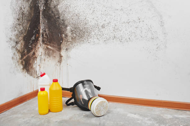 Best Residential Mold Removal  in Nazareth, PA