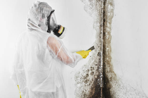 Crawl Space Mold Removal in Nazareth, PA