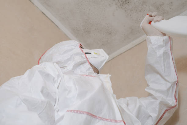 Attic Mold Removal in Nazareth, PA