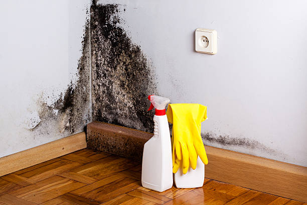 Best Toxic Mold Removal  in Nazareth, PA